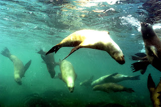 danza lobo marinho na Peninsula Valdes Patagônia Argentina