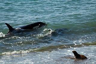 punta norte ataque de orcas