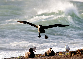 petrel gigante