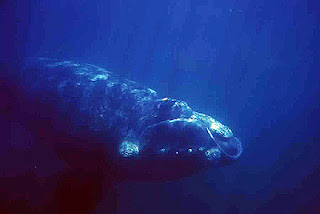 foto submarina de Ballena Franca Austral