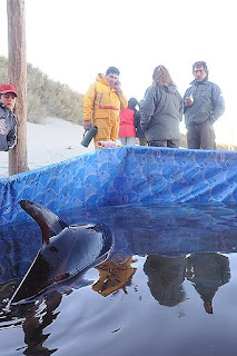 Rescate de delfin en la Playa de Puerto Piramides
