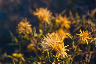 Quilembay planta patagónica