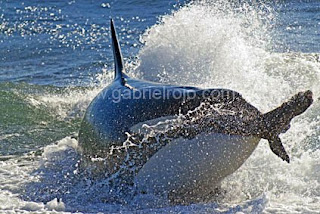 Orca captura un lobito en Punta Norte