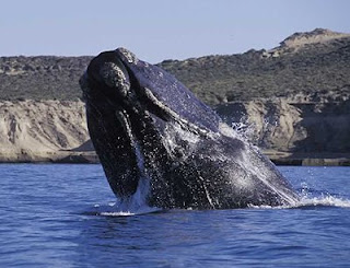 Foto del Salto de la Ballena Franca Austral