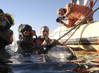 Rescate de delfin oscuro en la Playa de Puerto Piramides