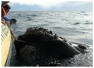 Avistaje de Ballenas en Península Valdés Ballenas y mas Ballenas