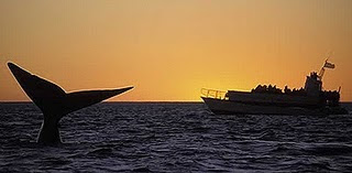 The Patagonia Technique and the Best Practices Code for whale watching