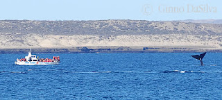 Puerto Pirámides, the only town within Peninsula Valdés