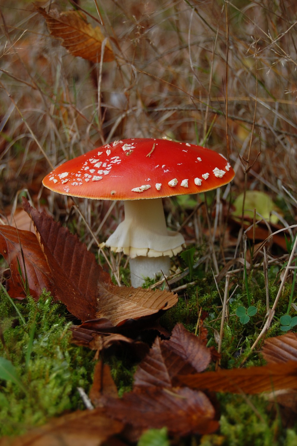[mushroom.JPG]