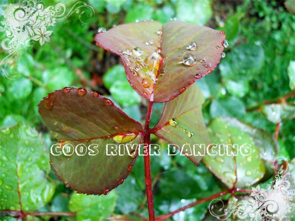 Coos River Dancing