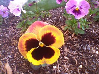 Pansy!