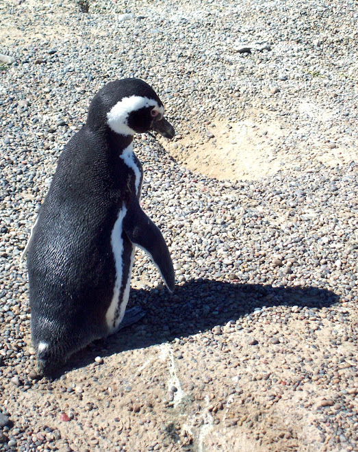 el pinguinito de airon