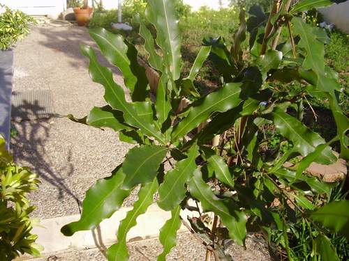 [nacadamia2_peq.JPG]