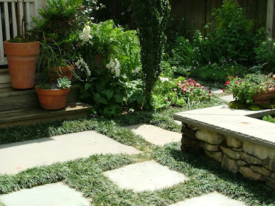 i'm trying to convince my husband that dwarf mondo is better than grass sometimes.