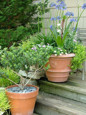 unusual container plantings