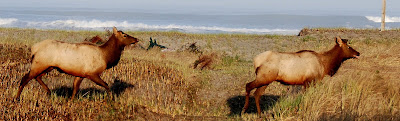 Elk in the Dunes