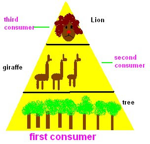 consumer second third immanuel ecosystems discovering science college year producer