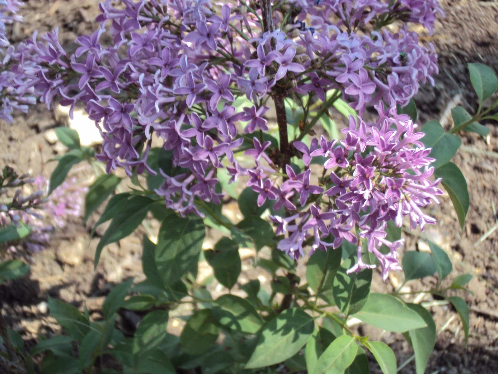 Baby Lilac Shrub
