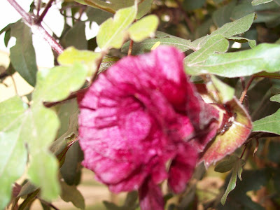 செம்பருத்திப்பூ Redrose+2