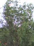 [DSC00004.JPG]