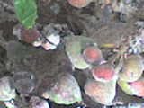 [DSC00040.JPG]