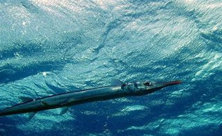 Crocodile Needlefish Crocodile Needlefish