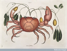 Land crab with Tapia trifolia plant, 1731