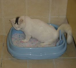 Cats Are Very Lovable Creatures