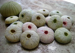 [urchins.JPG]