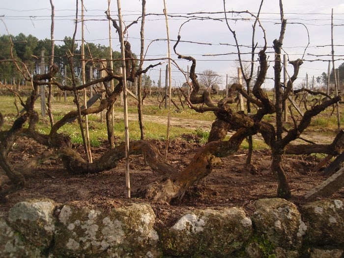 [oldest+vine+2010.jpg]