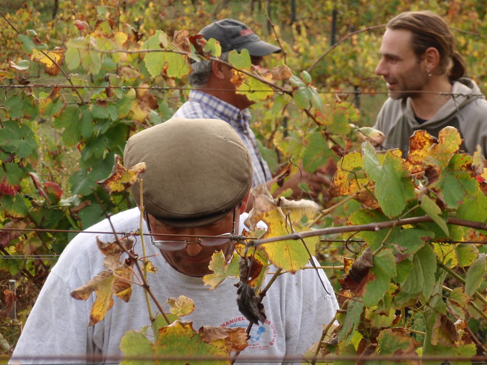 [vindimamouraz+058.JPG]