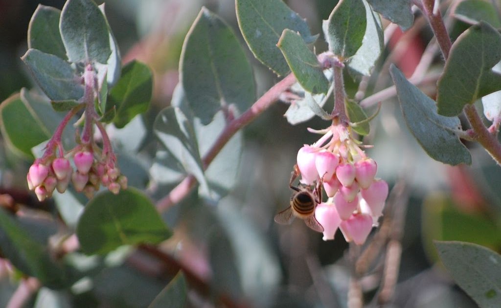 Rambling LA Manzanitas