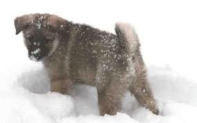 Hondje in de sneeuw.