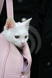 A bussiness white cats - model white cats bussiness,bussines white cats,bussiness cats,models white cats,white cats bussiness