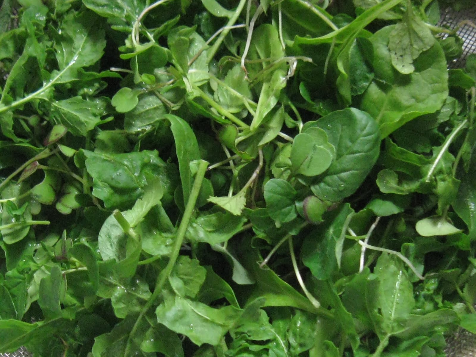 Growing green chickens