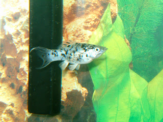 Dalmation Lyretail Mollie