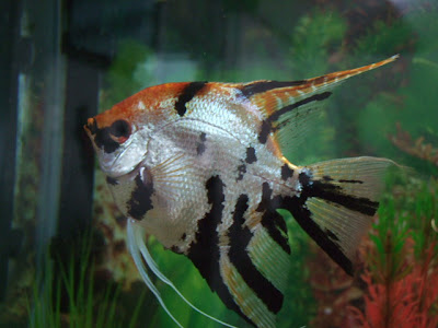 Angelfish that is twice the size of mine