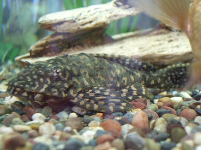 Pleco that is about 3 times the size of mine