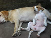 quien fuera perro