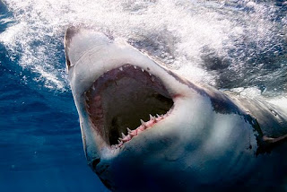 shark, shark attack human, big shark, monster shark