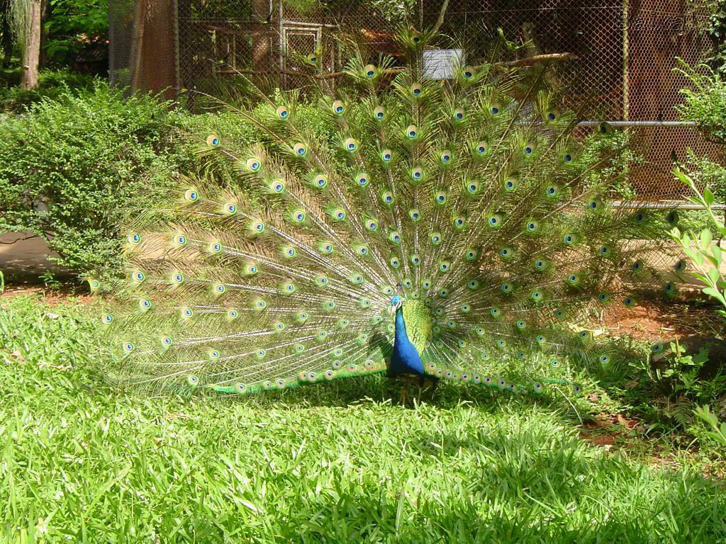Curiosidades sobre a vida dos animais e plantas !: Pavão