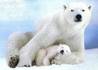 external image polarhugs.jpg