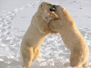 external image pederson-dee-ann-polar-bears-sparring-on-frozen-tundra-of-hudson-bay-churchill-manitoba.jpg
