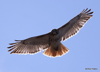 Hawks In Pennsylvania