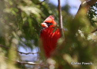 Northern Cardinal