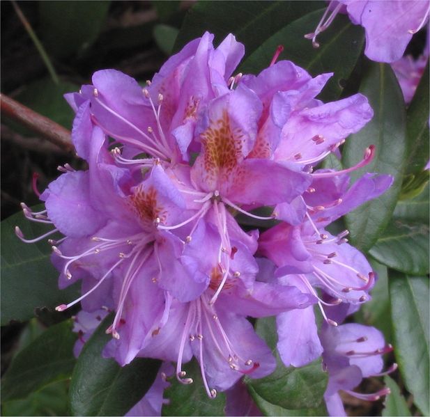 [rhododendron+ponticum.jpg]
