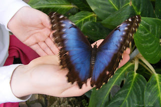 L'effet Papillon dans PAPILLON