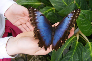 superbes papillons! Battement+d'ailes