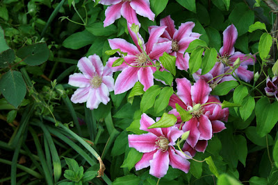 The Carnaby Clematis is