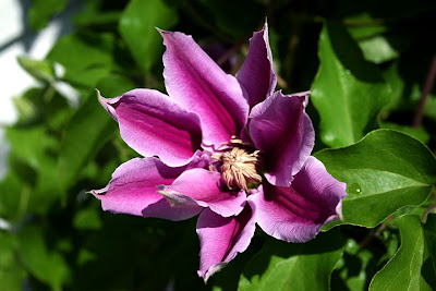 Clematis Carnaby, to the right